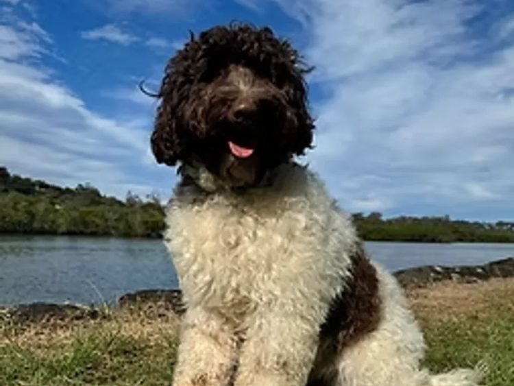 Calm Paws Labradoodles