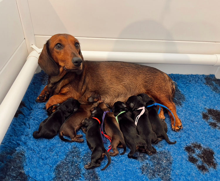 Chadash Dachshunds