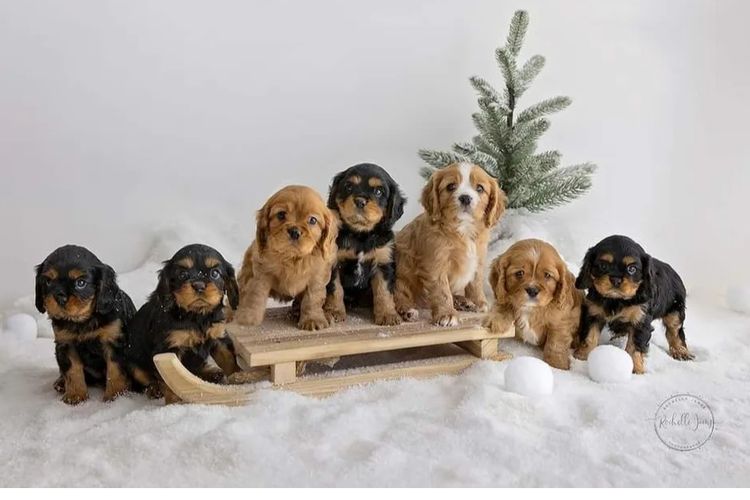 Pandorable Cavaliers