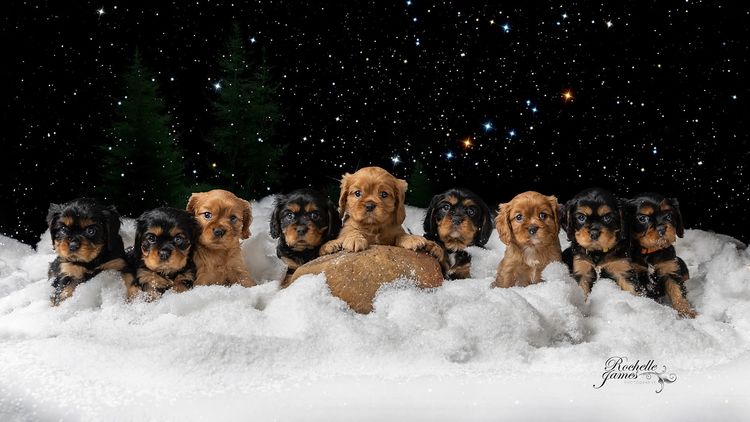 Pandorable Cavaliers