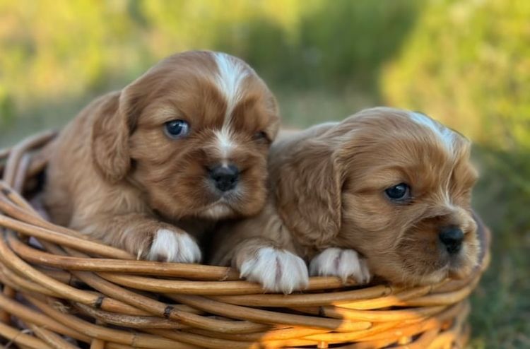 Pandorable Cavaliers