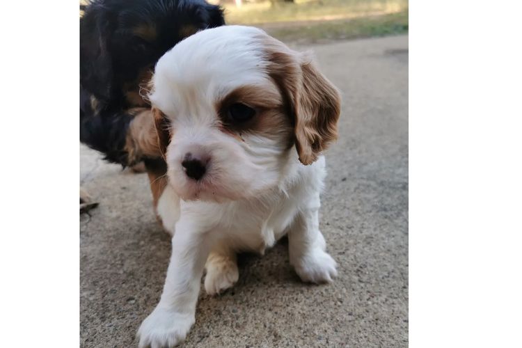 Pandorable Cavaliers