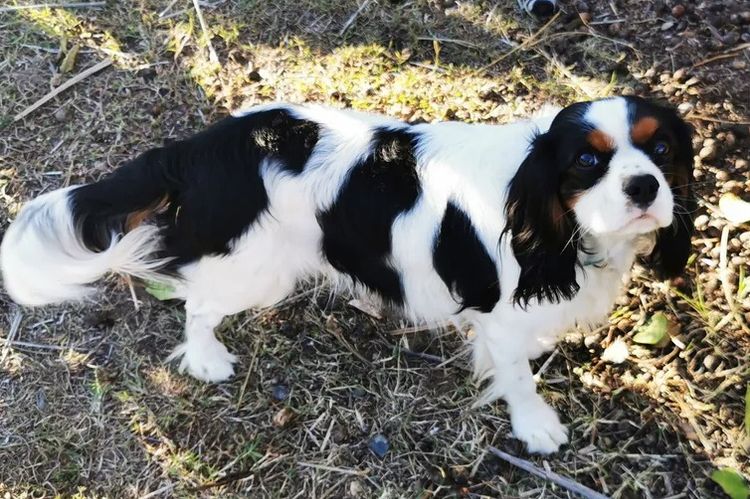 Pandorable Cavaliers