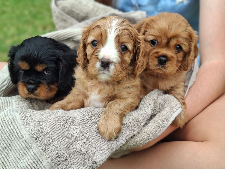 Pandorable Cavaliers