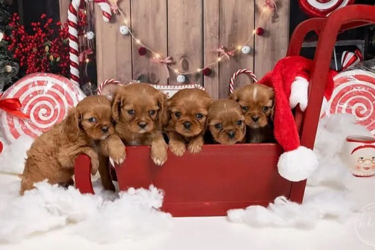 Pandorable Cavaliers