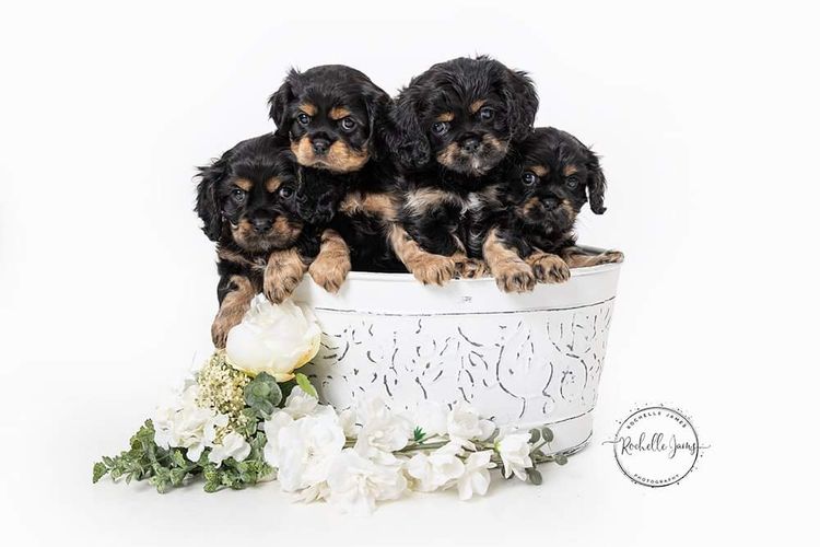 Pandorable Cavaliers