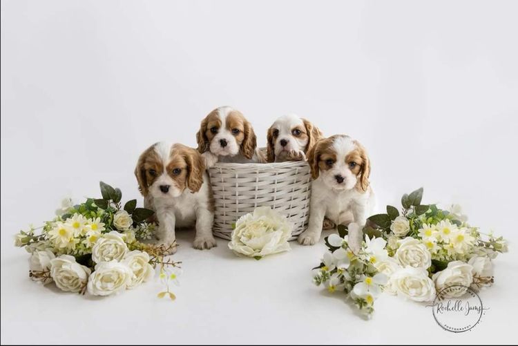 Pandorable Cavaliers