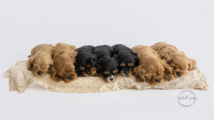 Pandorable Cavaliers