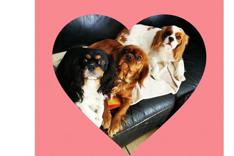 Pandorable Cavaliers