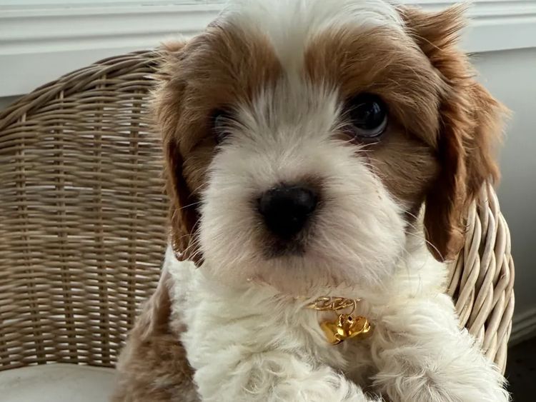 Paws & Co Cavalier Cross