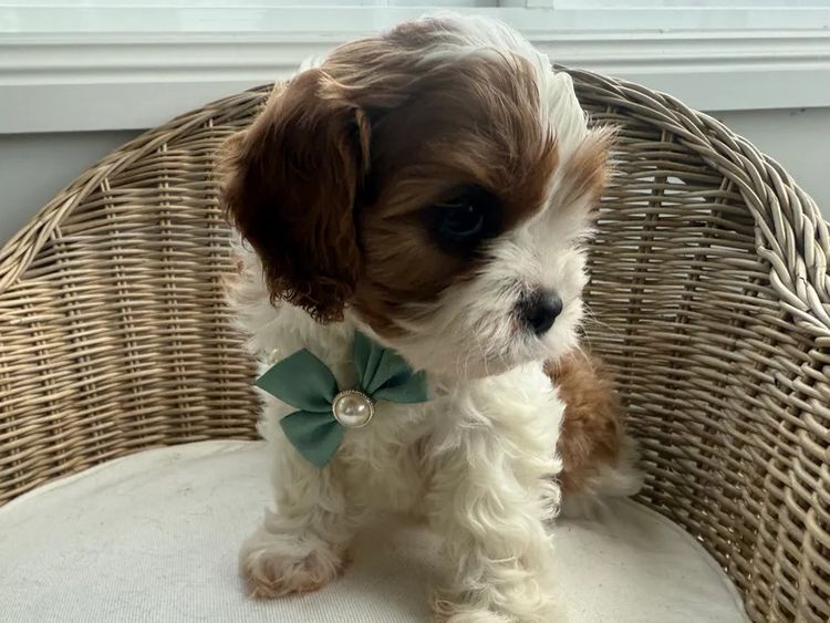 Paws & Co Cavalier Cross
