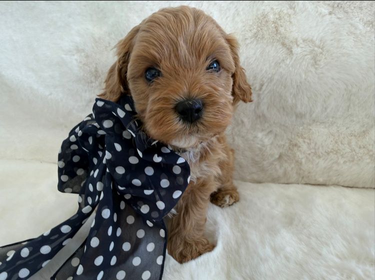 Paws & Co Cavalier Cross