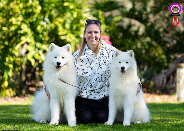 Eskimoyed Samoyeds
