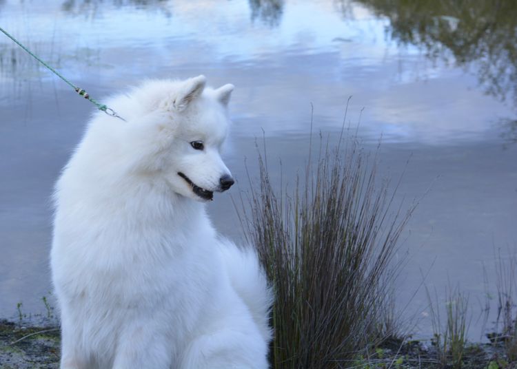 Eskimoyed Samoyeds