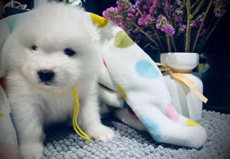 Eskimoyed Samoyeds