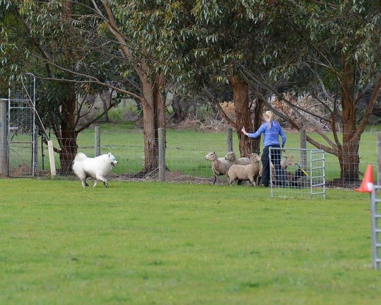 Eskimoyed Samoyeds