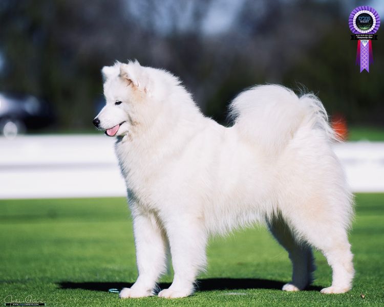 Eskimoyed Samoyeds