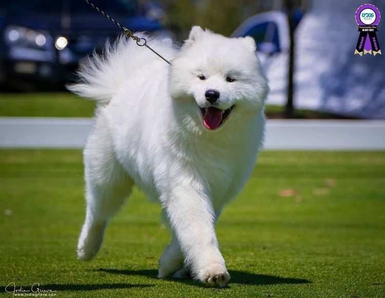 Eskimoyed Samoyeds