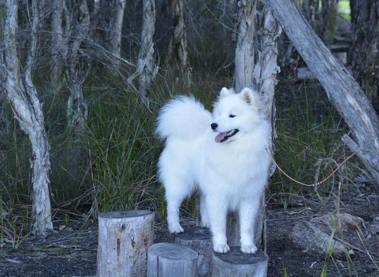 Eskimoyed Samoyeds