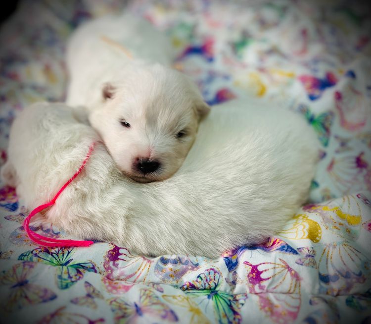 Eskimoyed Samoyeds