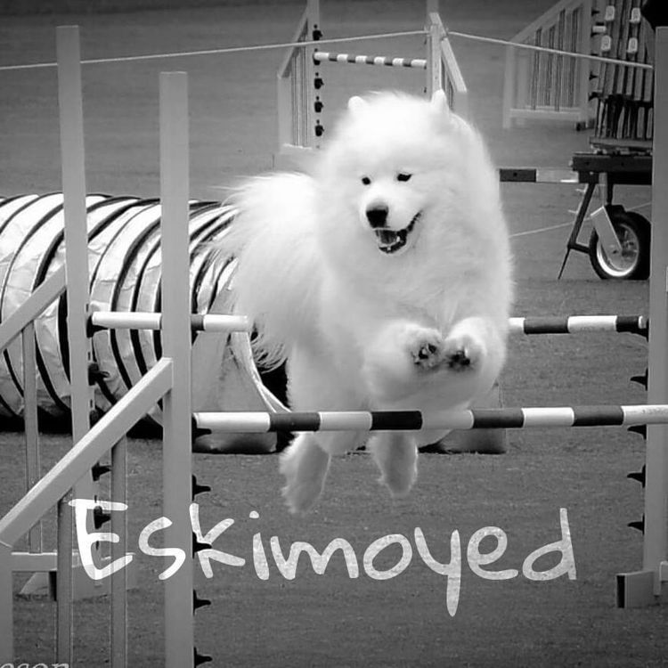 Eskimoyed Samoyeds