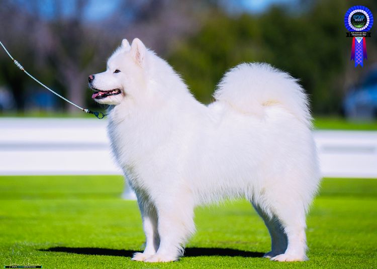 Eskimoyed Samoyeds