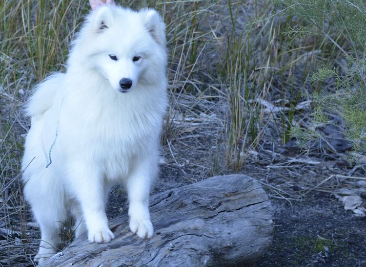 Eskimoyed Samoyeds