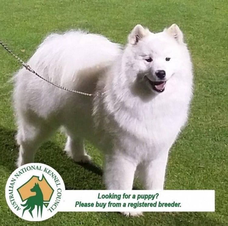 Eskimoyed Samoyeds