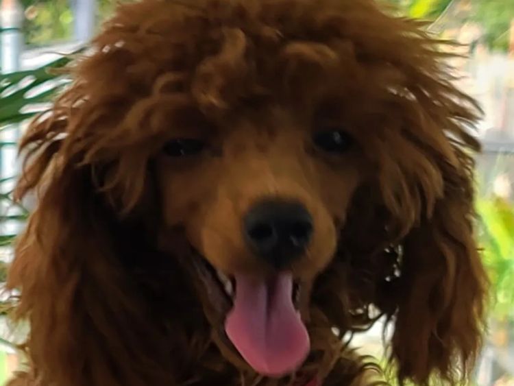 Normglo Toy Poodles