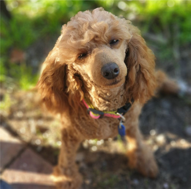 Normglo Toy Poodles