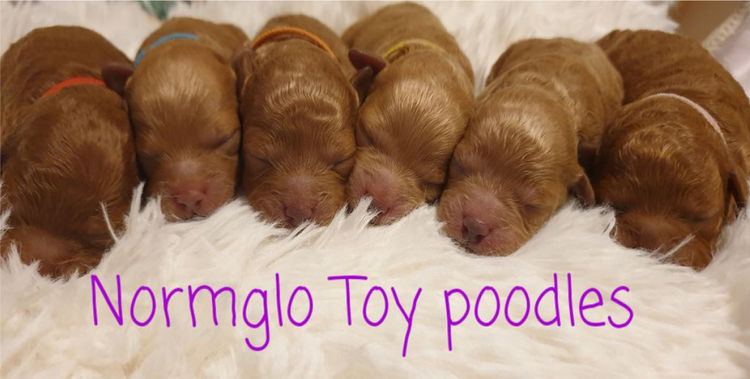 Normglo Toy Poodles