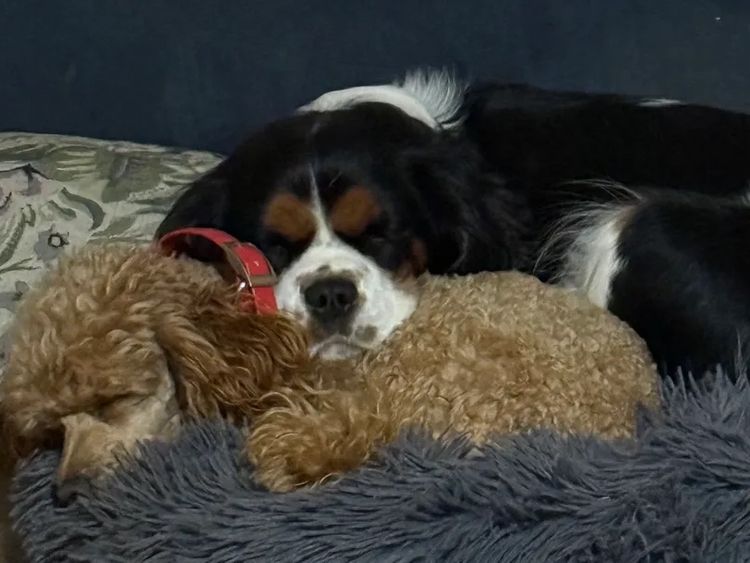 Moongabah Cavaliers
