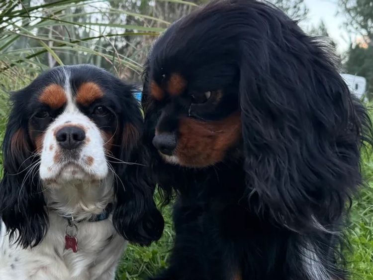Moongabah Cavaliers