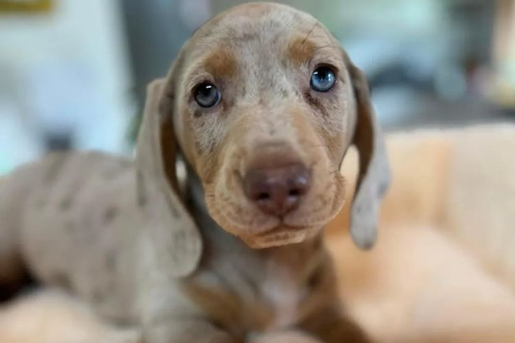 Elouera Miniature Dachshunds