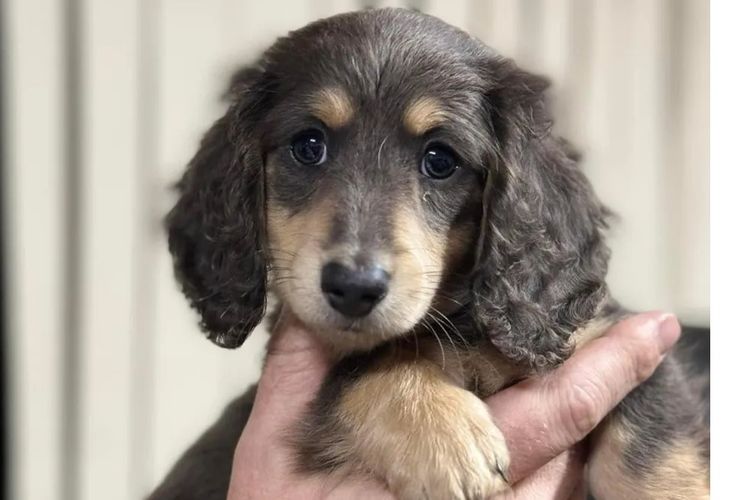 Elouera Miniature Dachshunds