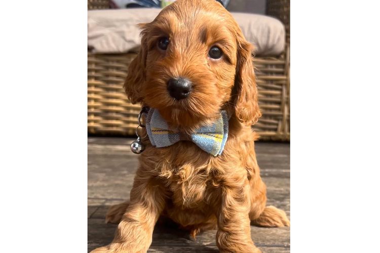 Pawfect Toy Spoodles NSW