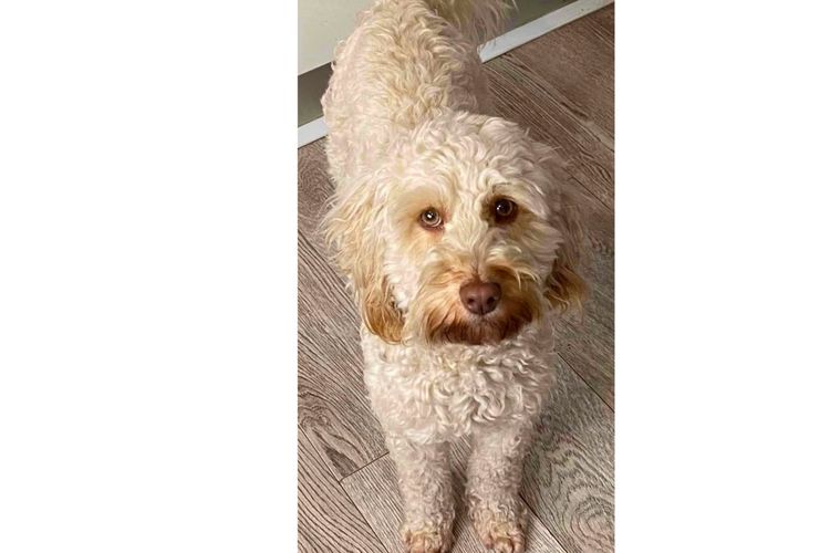 Pawfect Toy Spoodles NSW