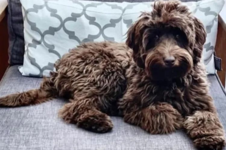 Pawfect Toy Spoodles NSW