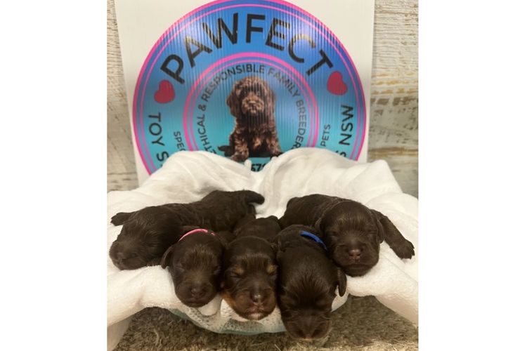 Pawfect Toy Spoodles NSW