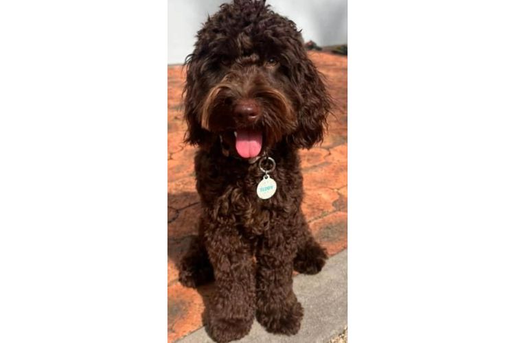 Pawfect Toy Spoodles NSW