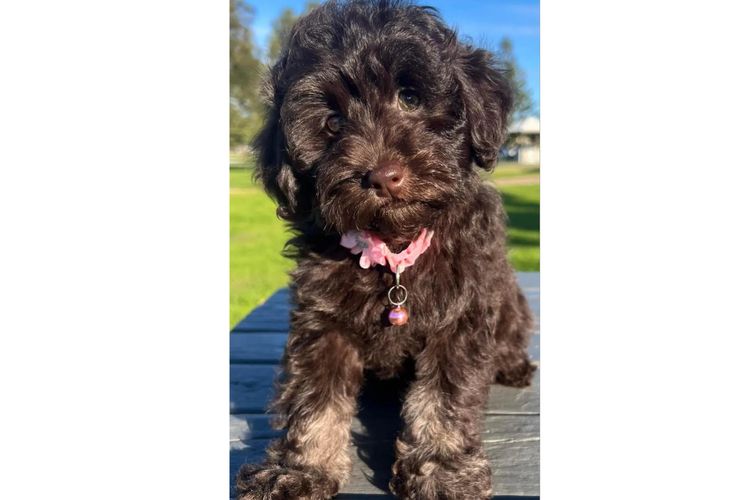 Pawfect Toy Spoodles NSW