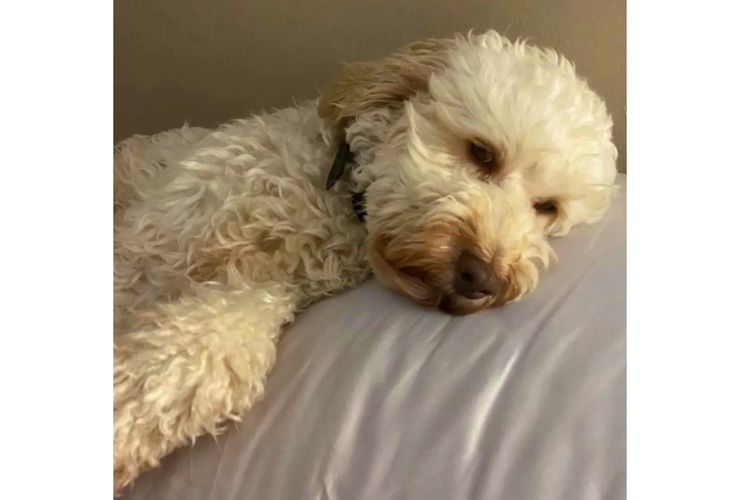 Pawfect Toy Spoodles NSW