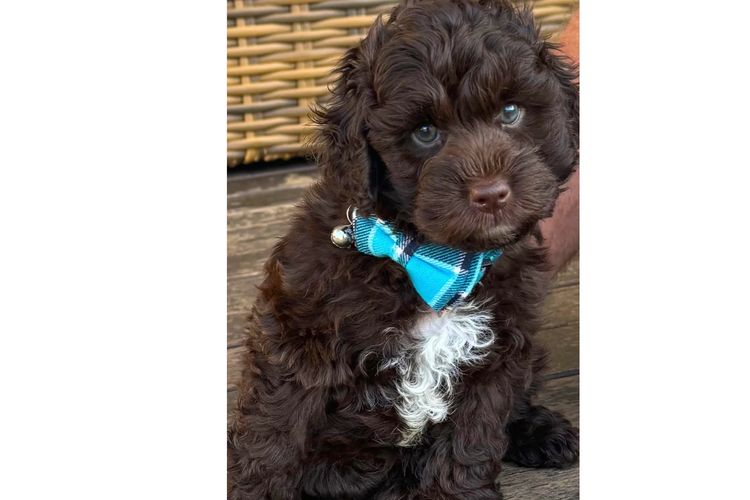Pawfect Toy Spoodles NSW