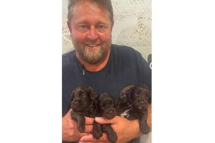 Pawfect Toy Spoodles NSW