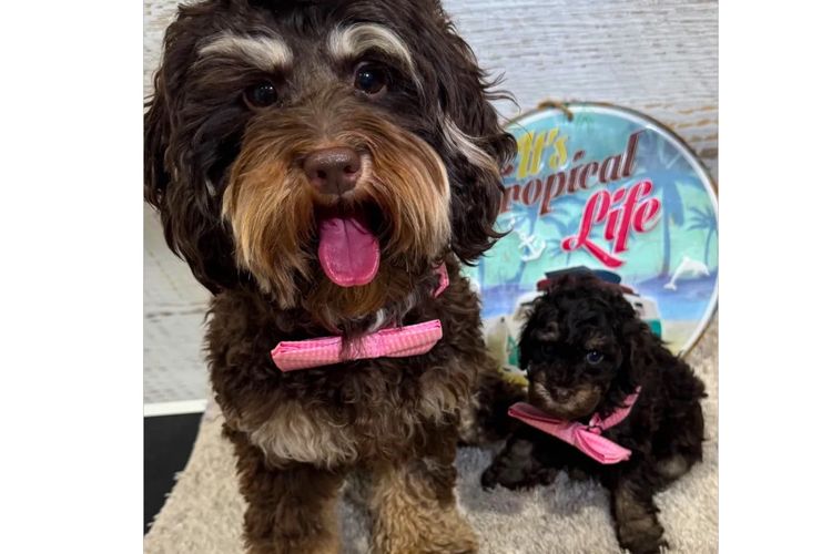 Pawfect Toy Spoodles NSW