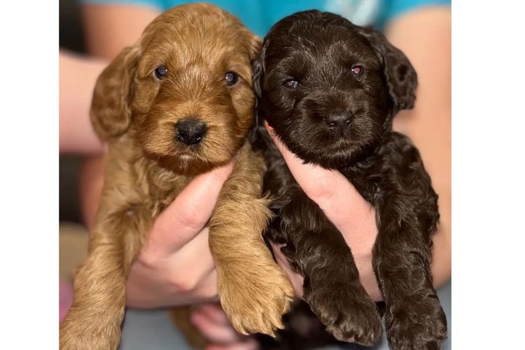 Pawfect Toy Spoodles NSW
