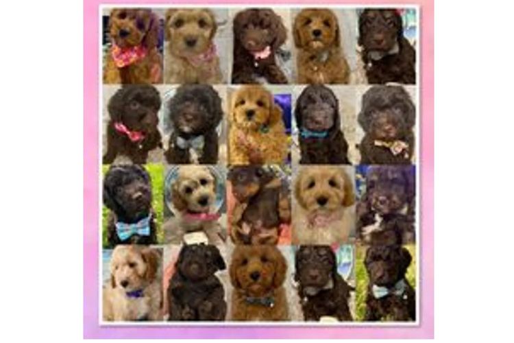 Pawfect Toy Spoodles NSW