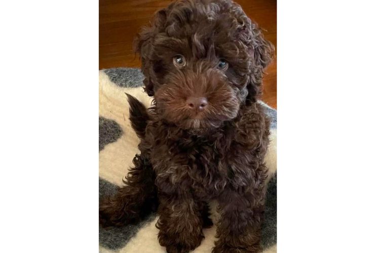 Pawfect Toy Spoodles NSW