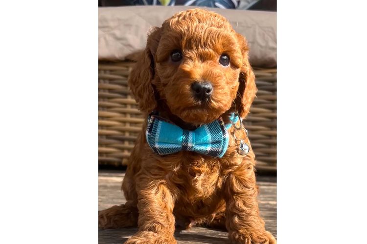 Pawfect Toy Spoodles NSW