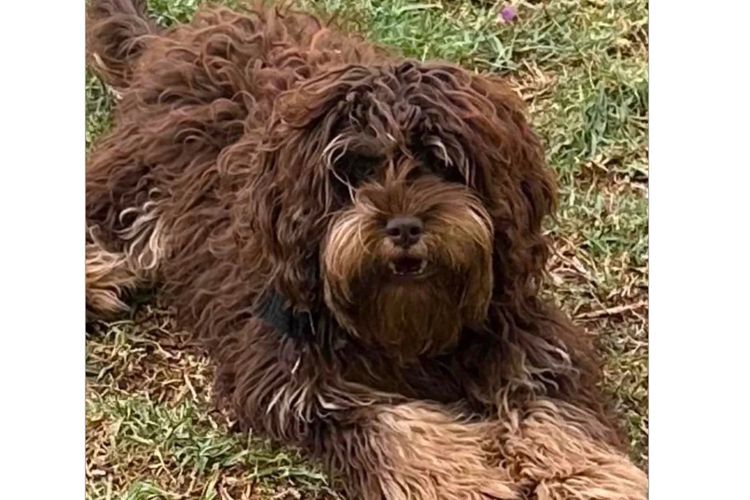 Pawfect Toy Spoodles NSW